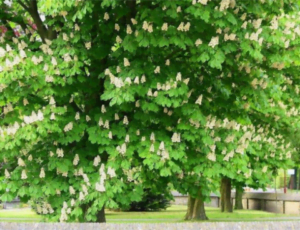 KASTANJEBOOM 15-24 Mei